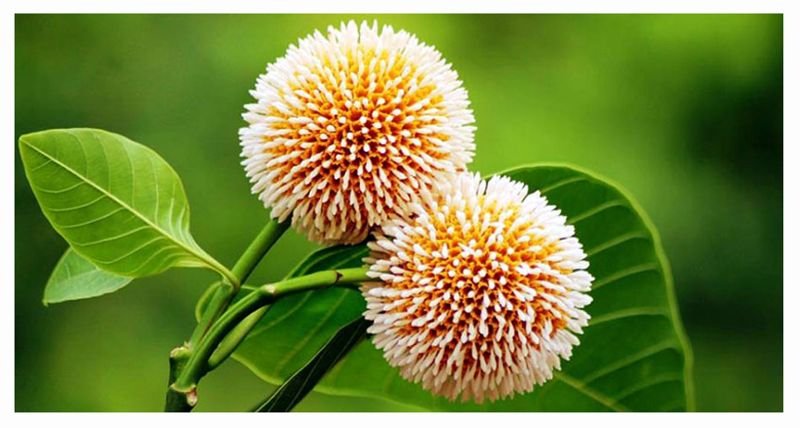 আজ আষাঢ়ের প্রথম দিন, বর্ষা শুরু