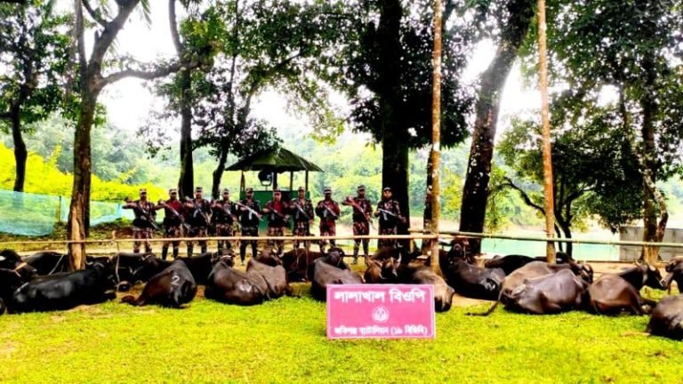 জৈন্তাপুরে বিজিবি’র অভিযানে ভারতীয় মহিষ আটক 