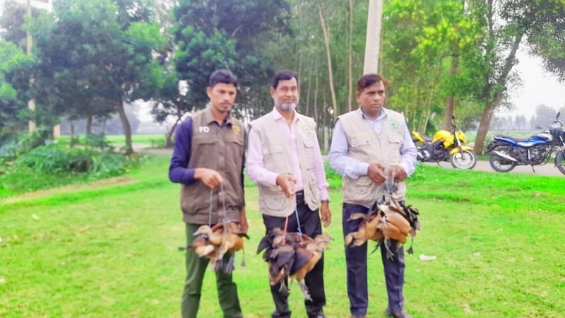 নবীগঞ্জে উদ্ধারকৃত ২০টি বন্য বালিহাস পাখি অবমুক্ত