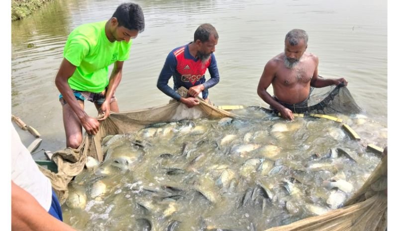 দোয়ারায় ১৪০ টাকা কেজিতে তেলাপিয়া, ন্যায্য দাম না পাওয়ায় হতাশ খামারিরা