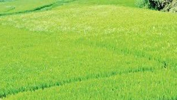 বৃষ্টির পানিতে তলিয়ে গেছে ৫০০ একর জমির ফসল