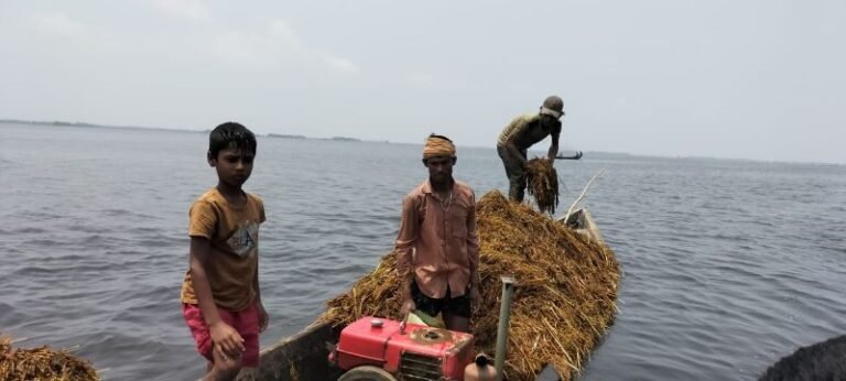 দিরাইয়ে হাওরে দুর্বৃত্তদের ধান লুট 