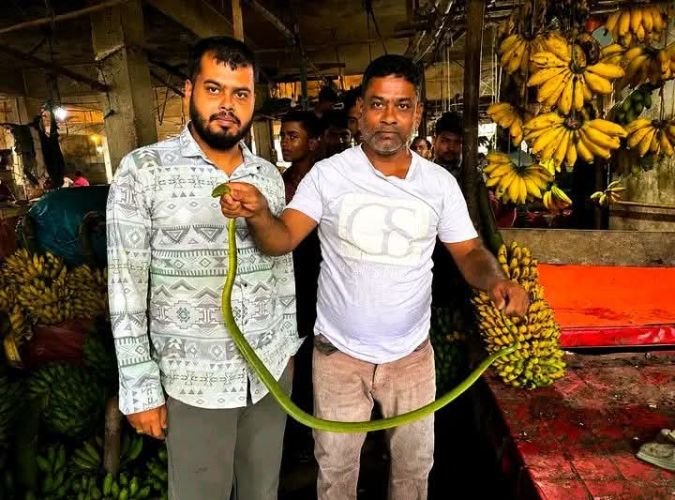 শ্রীমঙ্গলে কলার দোকানের সিন্ধুকের নিচে মিলল বিরল বৃক্ষবাসী সাপ