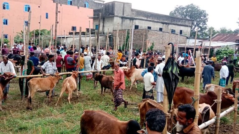 কমলগঞ্জে কোরবানির হাটে দেশীয় পশুর ছড়াছড়ি : ছোট গরুতেই ক্রেতাদের আগ্রহ