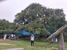 দেখে এলাম এশিয়া মহাদেশের সবচেয়ে বড় আম গাছ!