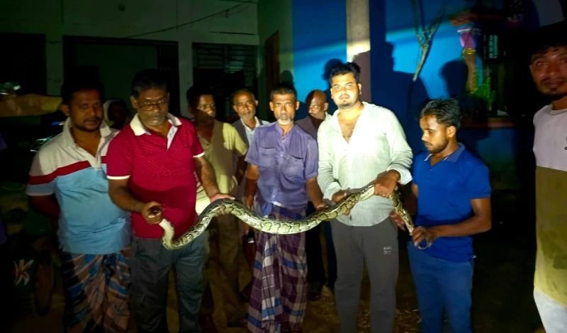 শ্রীমঙ্গলে সেপ্টেম্বরে প্রাণঘাতী, বিষধর সাপ ও অজগরসহ ২৭ বন্যপ্রাণী উদ্ধার