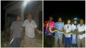 শ্রীমঙ্গলে তিন দিনে শঙ্খিনীসহ চার সাপ উদ্ধার