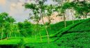 সিলেটে চা বাগানে গলাকাটা মুমূর্ষু তরুণী উদ্ধার