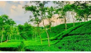 সিলেটে চা বাগানে গলাকাটা মুমূর্ষু তরুণী উদ্ধার