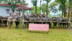 এবার জৈন্তাপুর সীমান্তে ৬৭টি ভারতীয় মহিষ আটক