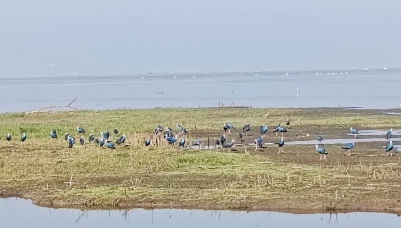 পর্যটক ও অতিথি পাখির কলরবে মুখর বাইক্কা বিল