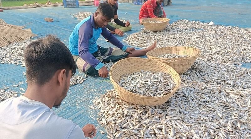 সুনামগঞ্জের হাওরে উৎপাদিত শুটকি রপ্তানী হচ্ছে ইউরোপ-মধ্যপ্রাচ্যে