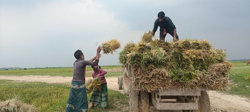 বোরো উৎসব : আমাদের এই জনপদে