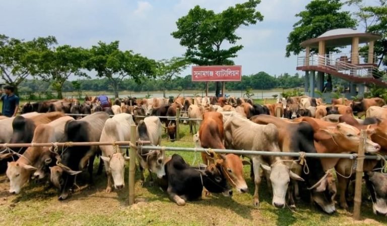 সুনামগঞ্জে জব্দকৃত ৯০ ভারতীয় গরু ‘গায়েব’ : ৫ জিম্মাদারসহ দায়ীদের বিরুদ্ধে মামলার নির্দেশ আদালতের
