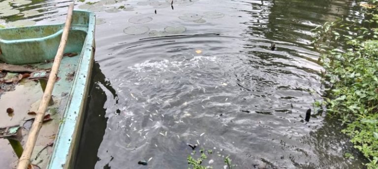 ক্রয়ে অনিয়মের অভিযোগ : মারা গেল অবমুক্ত করা মাছ