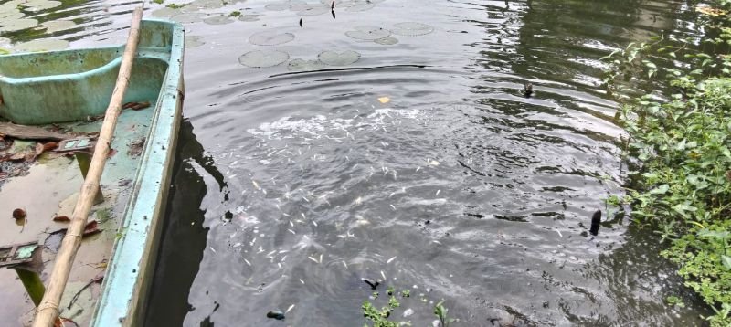 ক্রয়ে অনিয়মের অভিযোগ : মারা গেল অবমুক্ত করা মাছ