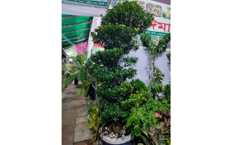 বৃক্ষমেলায় এক বনসাইয়ের দাম দেড়লক্ষ টাকা