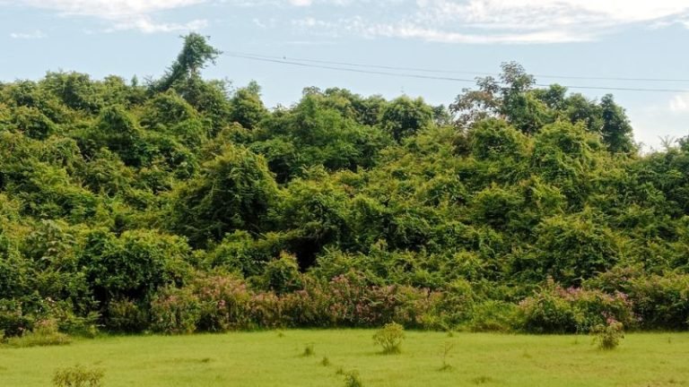 মৌলভীবাজারে বৃক্ষ আচ্ছাদিত জায়গা কমছে