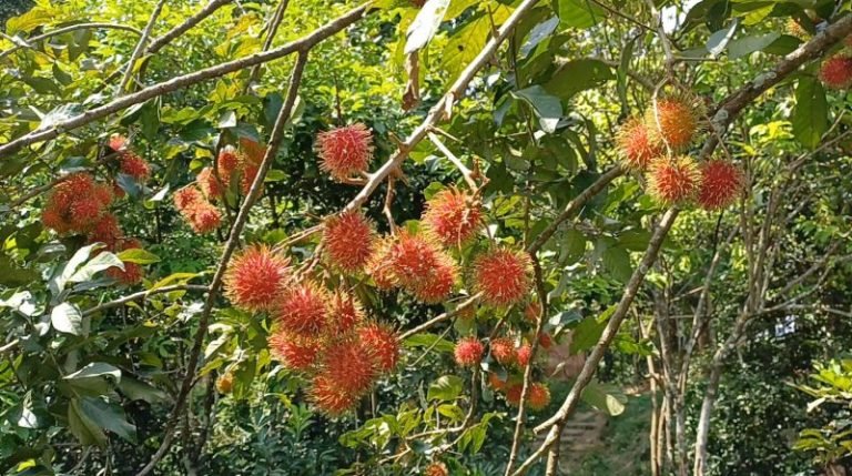কমলা-আনারসের এলাকায় এবার রাম্বুটান চাষে সমৃদ্ধির আশা