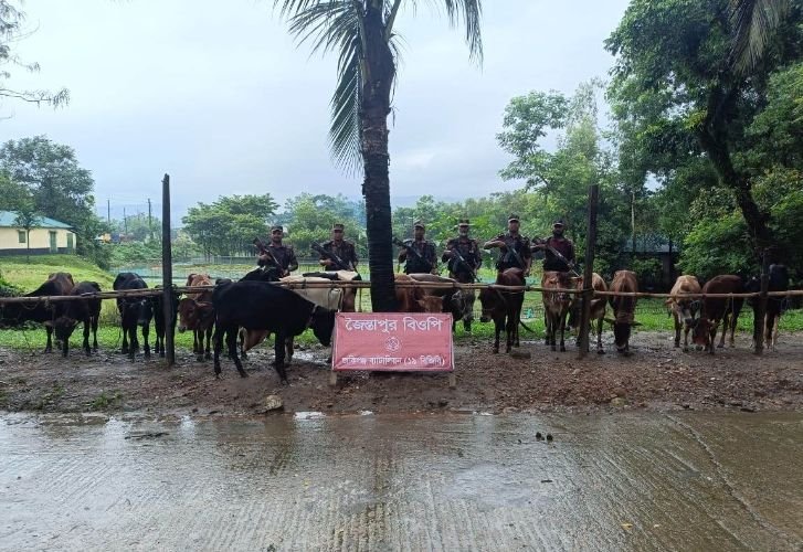 জৈন্তাপুর সীমান্তে ভারতীয় ১৯ টি গরুসহ বিপুল পরিমাণ সিগারেট জব্দ