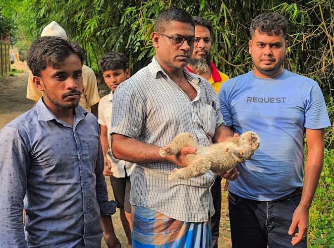 শ্রীমঙ্গলে বিদ্যুতের তারে শক খেয়ে লজ্জাবতী বানরের মৃত্যু