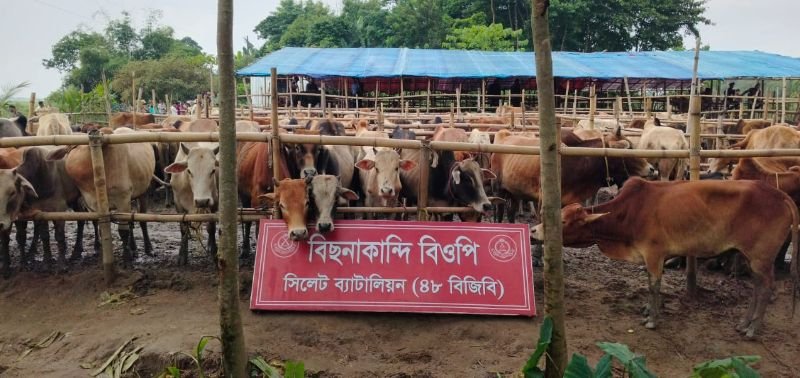 সিলেটে ভারতীয় গরু ও মহিষের সবচেয়ে বড় চালান আটক