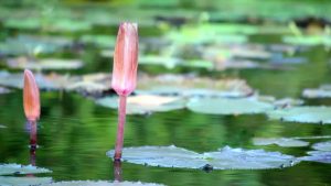 নতুন নির্বাচনী প্রতীক ‘শাপলা কলি’