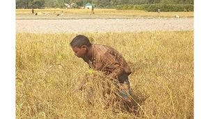 মাধবপুরে আমন ধান উৎপাদনে বিপর্যয়, কৃষকদের আহাজারি