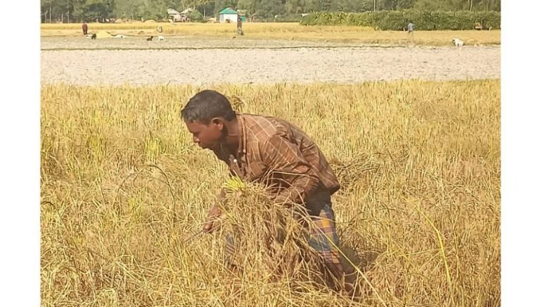 মাধবপুরে আমন ধান উৎপাদনে বিপর্যয়, কৃষকদের আহাজারি