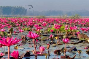 শ্রীমঙ্গলের হাইল হাওরের লাল শাপলার রাজ্যে পর্যটকের ঢল
