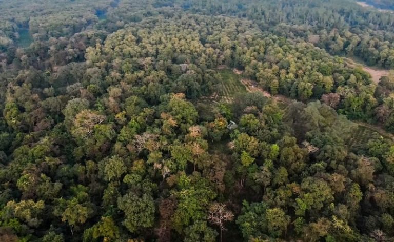 হবিগঞ্জের কালেঙ্গা পাহাড়ে গাছচোর ও বনরক্ষীদের মধ্যে আধাঘণ্টা গোলাগুলি
