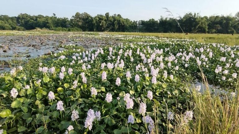 কচুরিপানার আগ্রাসনে লাল শাপলা বিলের সৌন্দর্য হুমকিতে