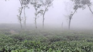 টানা চার দিন দেশের সর্বনিম্ন তাপমাত্রা শ্রীমঙ্গলে