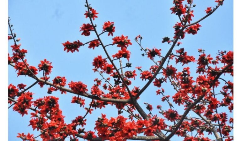 ফুল ফুটুক আর না-ই ফুটুক আজ বসন্ত