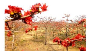 <span style='color:#000;font-size:18px;'>প্রতিদিন ভিড় জমাচ্ছেন শতশত পর্যটক</span><br/> যাদুকাটার তীরে ফাগুনের আগেই লেগেছে ফুলপল্লবে আগুন