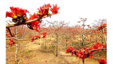 <span style='color:#000;font-size:18px;'>প্রতিদিন ভিড় জমাচ্ছেন শতশত পর্যটক</span><br/> যাদুকাটার তীরে ফাগুনের আগেই লেগেছে ফুলপল্লবে আগুন