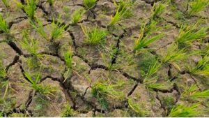 সুনামগঞ্জে বৃষ্টির জন্য হাহাকার ফেটে চৌচির ফসলি জমি