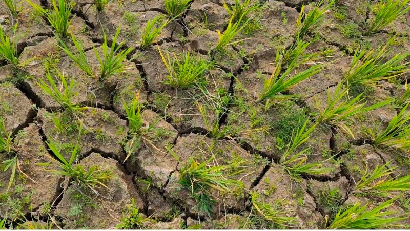 সুনামগঞ্জে বৃষ্টির জন্য হাহাকার ফেটে চৌচির ফসলি জমি