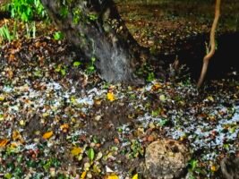 সিলেটে বজ্রসহ শিলাবৃষ্টি