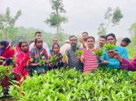 প্রথম বৃষ্টি স্নাত চা চয়নে সুবাসে ভরে উঠছে রাজনগর চা বাগান