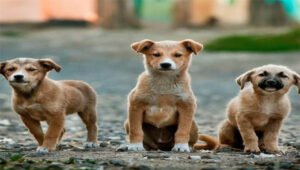 <span style='color:#000;font-size:18px;'>জন্মনিয়ন্ত্রণ কোন দিকে?</span><br/> নগরীতে বেওয়ারিশ কুকুর বেড়েছে কয়েকগুণ