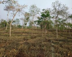 কুলাউড়ায় খরার কবলে চা শিল্প ও বোরো ফসল