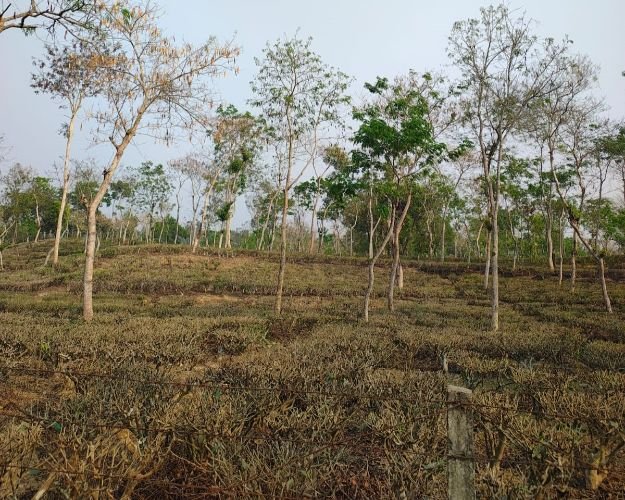 কুলাউড়ায় খরার কবলে চা শিল্প ও বোরো ফসল