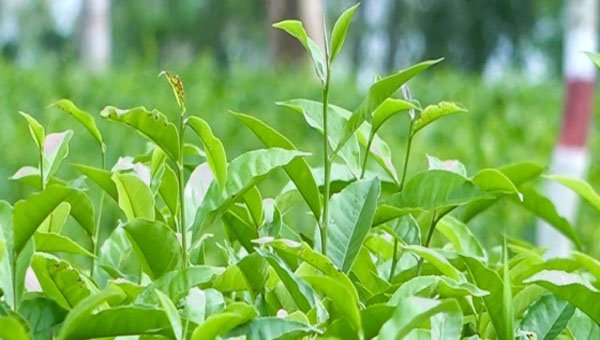 বৃষ্টিতে প্রাণ ফিরে পেয়েছে চা-বাগান