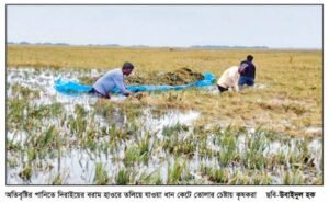 তলিয়ে গেছে সুনামগঞ্জের হাওরের পাকা ধান : কৃষকদের আহাজারি