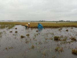 পাউবো ও প্রশাসনের অবহেলায় হাওরের বাঁধ ভেঙে তলিয়ে গেল ২১ গ্রামের কৃষকের স্বপ্ন! 