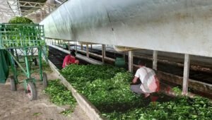 লোডশেডিংয়ে হুমকির মুখে সিলেটের চা শিল্প: ব্যাহত হচ্ছে উৎপাদন