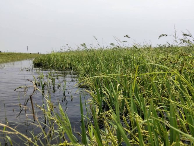 খালিয়াজুড়িতে বোরো ধানে জলাবদ্ধতা, ক্ষতির শঙ্কা বাড়ছে 