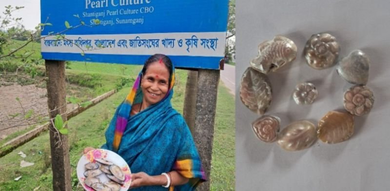 শান্তিগঞ্জে মুক্তা চাষে আশার আলো