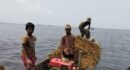 দিরাইয়ে হাওরে দুর্বৃত্তদের ধান লুট 